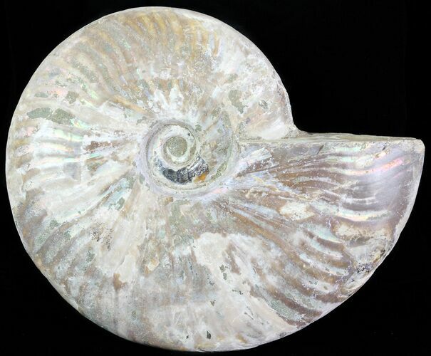Silver Iridescent Ammonite - Madagascar #61506